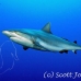 shark_greyreef_kk_h_0705_png1568.jpg